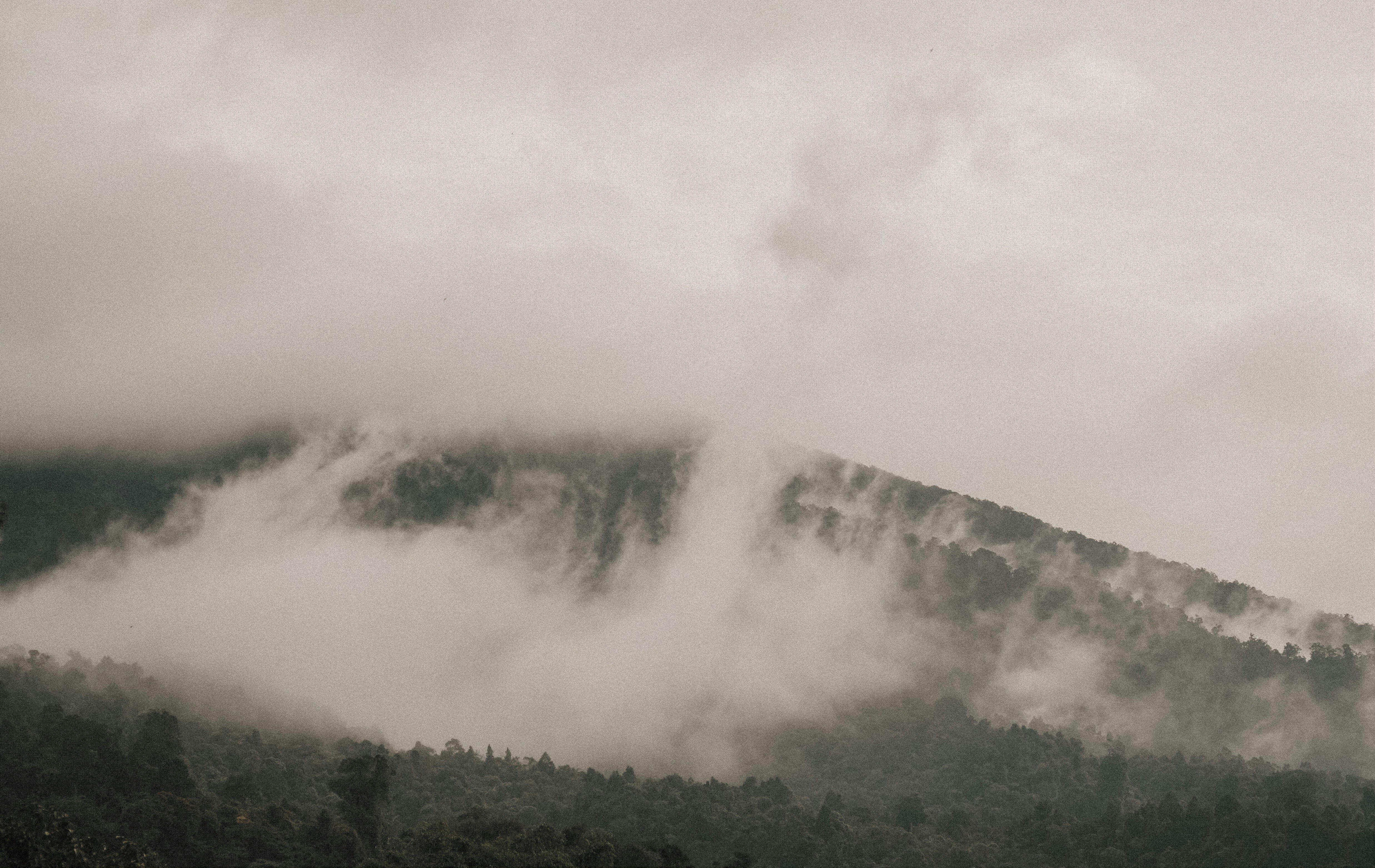 forest and fog